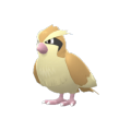 Pidgey