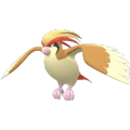 Pidgeot