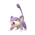 Rattata