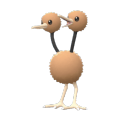 Doduo