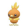Torchic