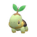 Turtwig